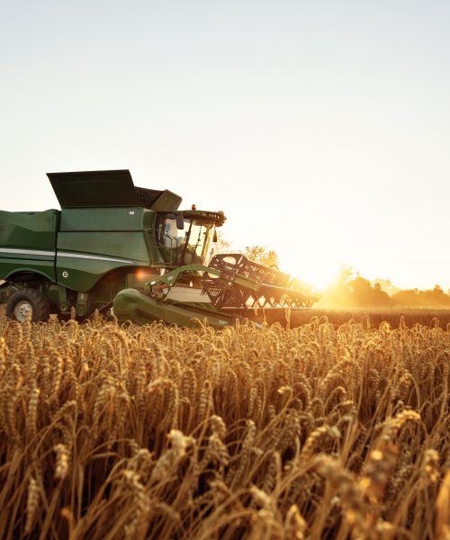 Combine harvester in front of the setting sun. Wheat field.
