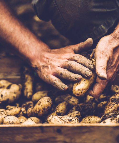 Farmer Cleaning His Potatoe with Bare Hands